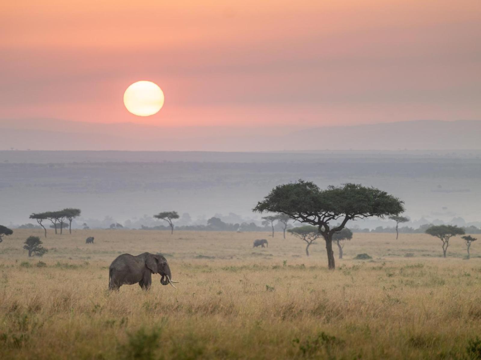 Kilima Camp - Safari In Masai Mara Villa Lolgorien Kültér fotó