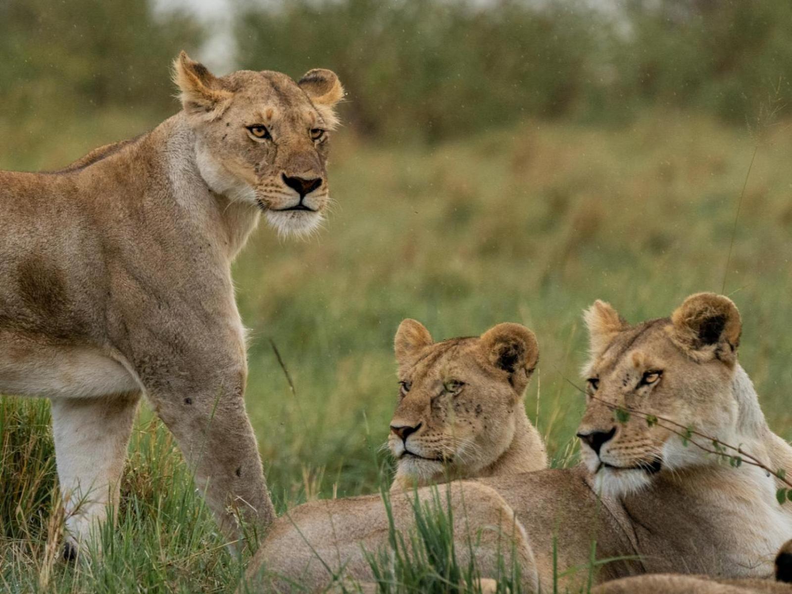 Kilima Camp - Safari In Masai Mara Villa Lolgorien Kültér fotó
